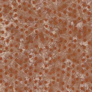 Batiks Neon Pop 107/108“ Wide Back Burnt Sugar from Riley Blake Expressions
