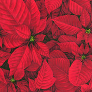 Minky-Poinsettia from Robert Kaufman - 60" Wide