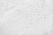 Minky - Dazzle SNOW and SILVER From Shannon Fabrics - 60" Wide