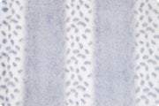 Minky -Luxe Cuddle Alaskan Bunny NAVY From Shannon Fabrics